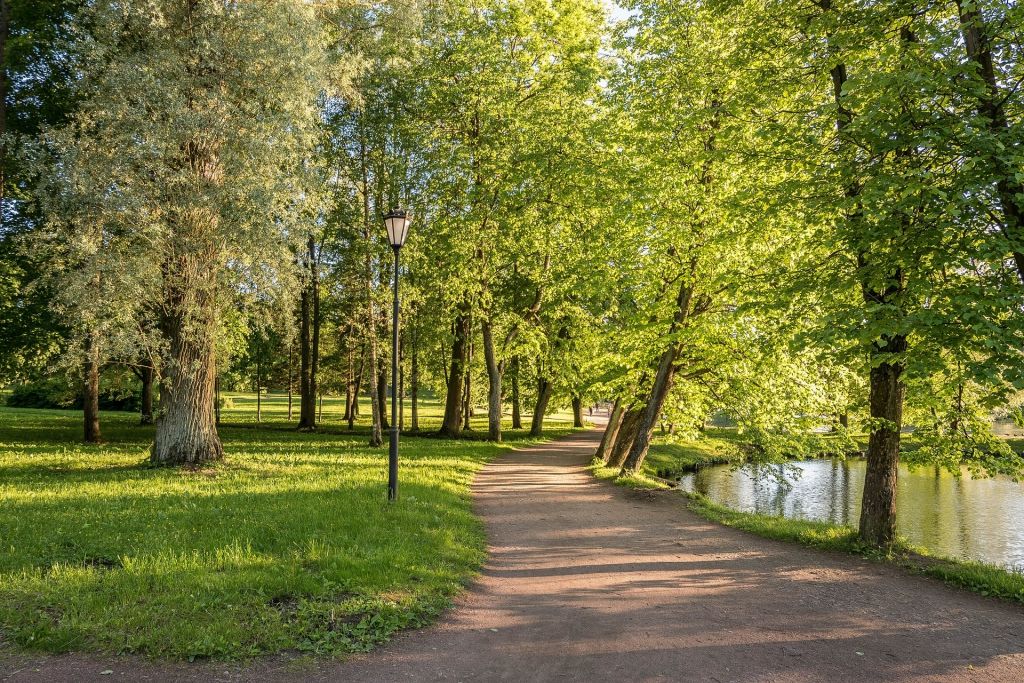Tree-lined sidewalk with soft morning light on paving stones
